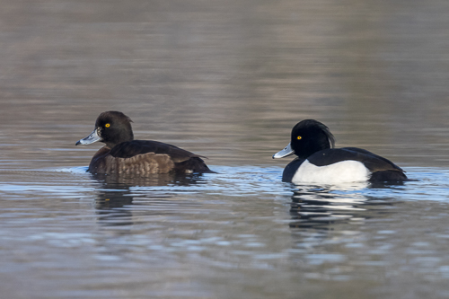 Tufted Duck