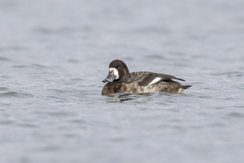 Greater Scaup