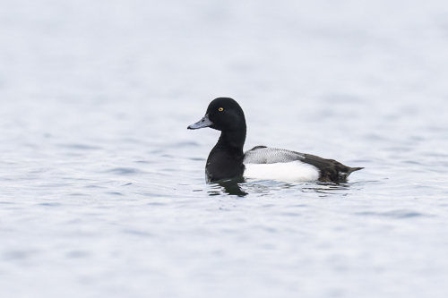 Greater Scaup