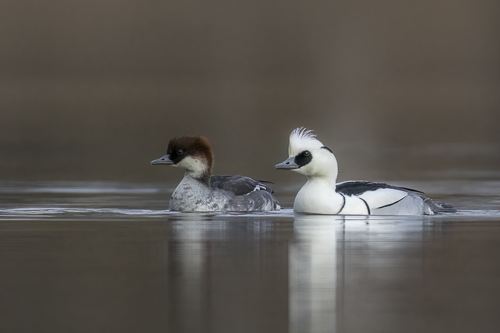 Smew