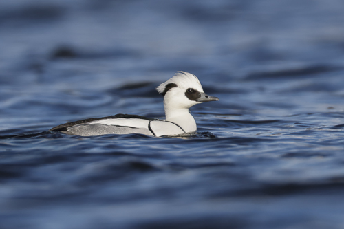 Smew