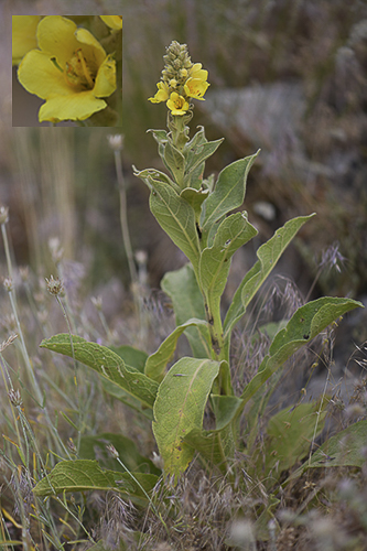 Verbascum thapsus