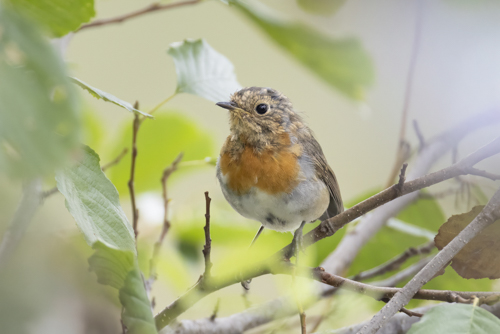 European Robin
