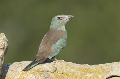 Kingfisher, Bee-eaters, Hoopoe & Woodpecker