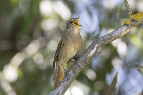 Getterön Nature Reserve (Sweden)