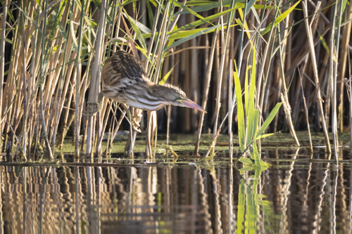 Little Bittern