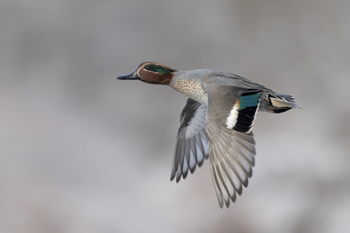 Eurasian Teal