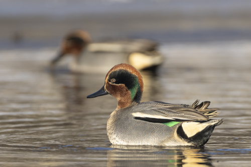 Eurasian Teal