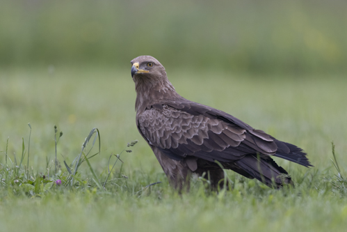 Lesser Spotted Eagle