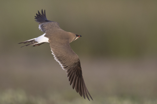 Collared Pratincole