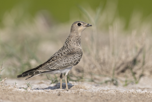 Collared Pratincole