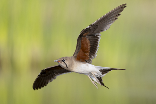 Collared Pratincole