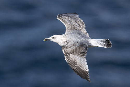 Herring Gull