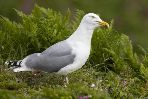 Herring Gull