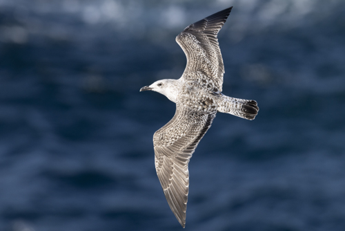 Herring Gull