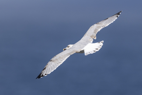 Herring Gull