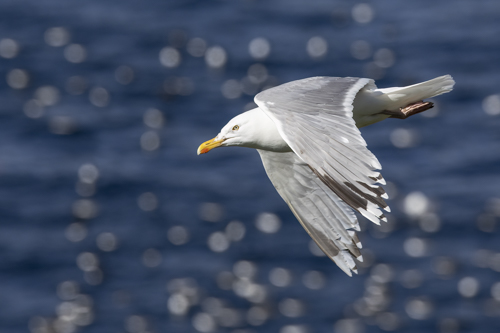 Herring Gull