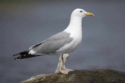 Caspian Gull