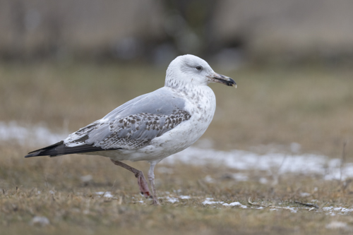 Gulls & Skuas