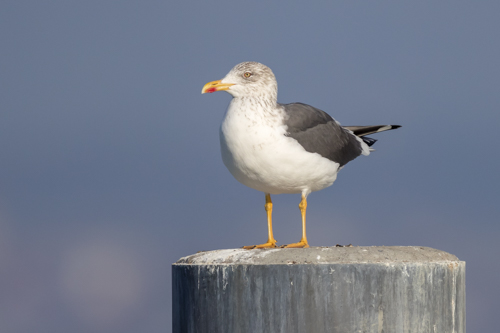 Lesser Black-backed Gull
