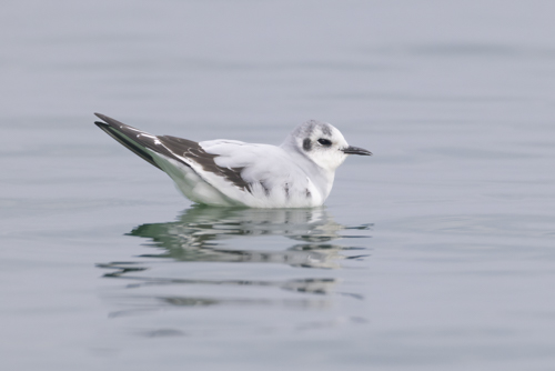 Little Gull