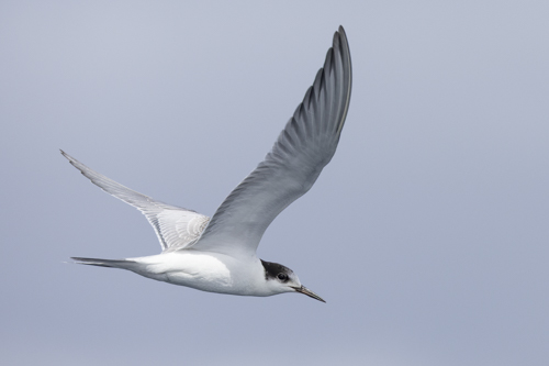 Common Tern