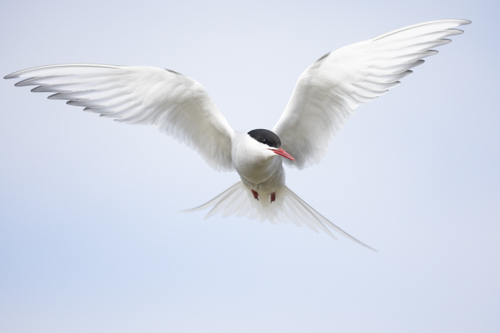 Terns