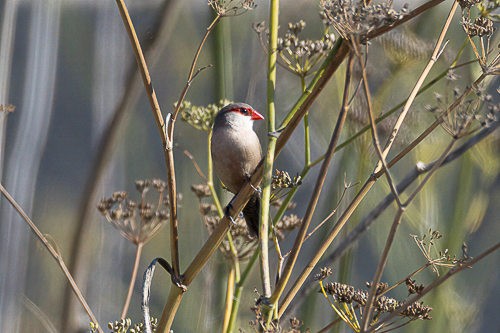 Common Waxbill